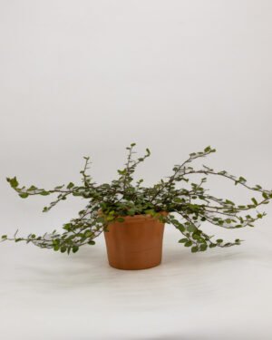 Muehlenbeckia - immagine 2