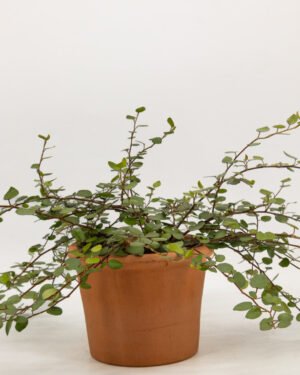 Muehlenbeckia - immagine 3