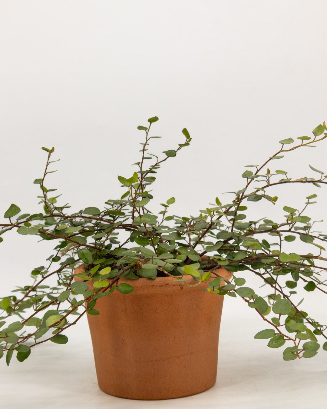 vivai-brugna-816 Muehlenbeckia - immagine 3