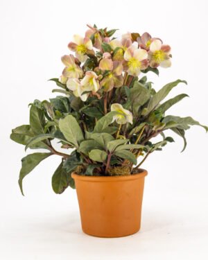 Helleborus x ballardiae gold collection - immagine 4