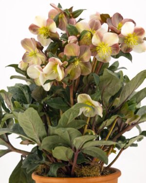 Helleborus x ballardiae gold collection - immagine 3