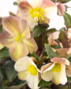 Helleborus x ballardiae gold collection - immagine 2