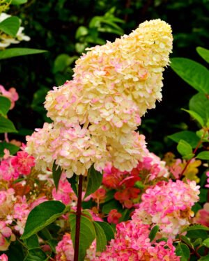 Ortensia paniculata sundae fraise