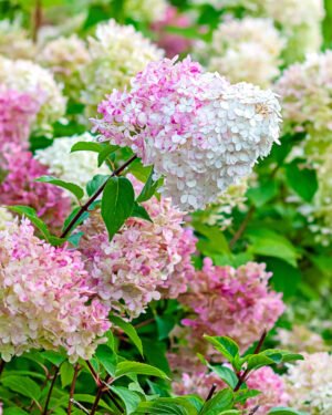 Ortensia paniculata 'Vanille Fraise'