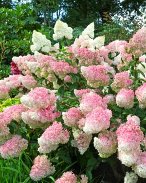 Ortensia paniculata 'Vanille Fraise' - immagine 2