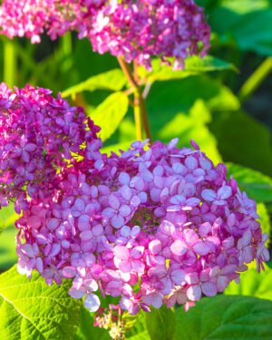 Ortensia arborescen 'Pink Annabelle'