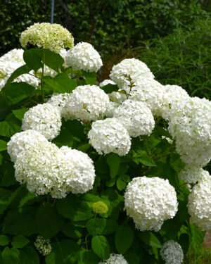 Ortrensia arborescens 'Strong Annabelle' - immagine 2