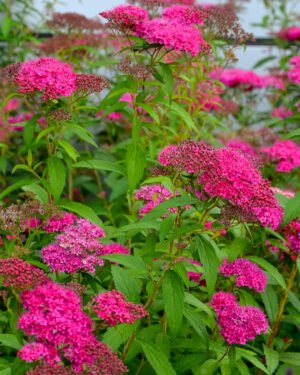 Spiraea japonica 'Dart's Red'