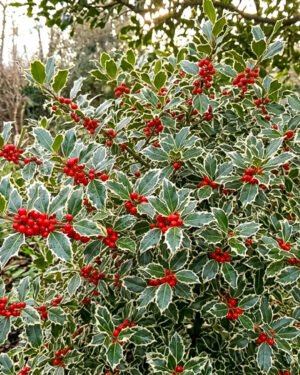 Ilex aquifolium 'Argentea Marginata' - immagine 2