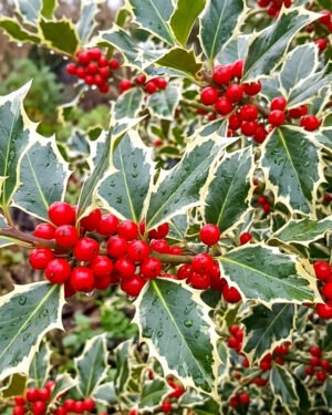 Ilex aquifolium 'Argentea Marginata'
