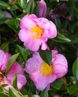 Camelia sasanqua - immagine 3