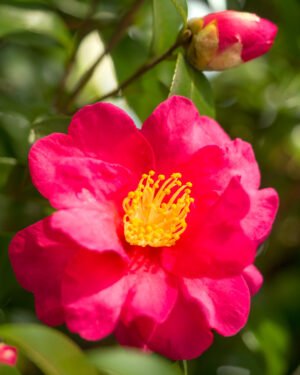 Camelia sasanqua - immagine 2