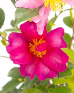 Camelia sasanqua - immagine 4