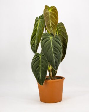 Philodendron melanochrysum - immagine 2