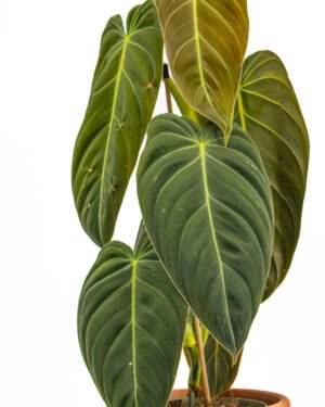 Philodendron melanochrysum - immagine 4
