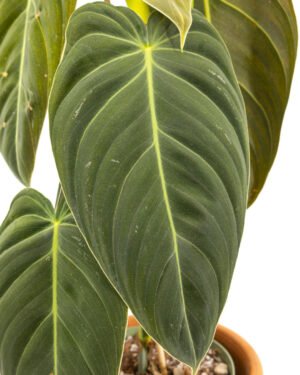 Philodendron melanochrysum - immagine 3