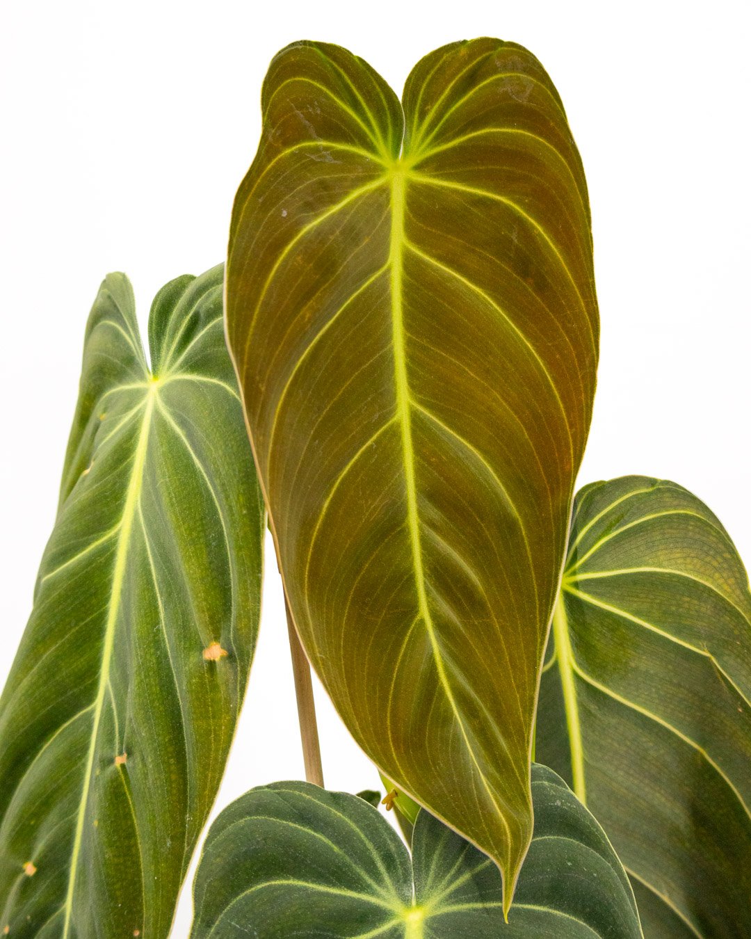 vivai-brugna-905 Philodendron melanochrysum - immagine 1