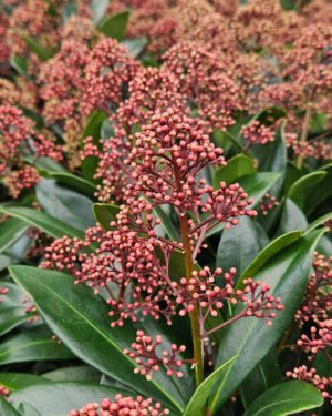 Skimmia japonica 'Rubella'