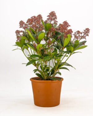 Skimmia japonica 'Rubella' - immagine 3