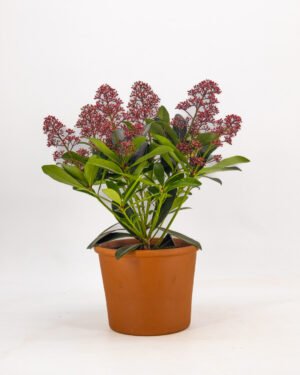 Skimmia japonica 'Rubella' - immagine 2