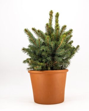 Picea pungens 'Super Blue' - immagine 2
