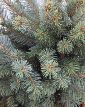 Picea pungens 'Super Blue'