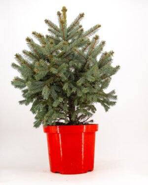 Picea pungens 'Super Blue' - immagine 4