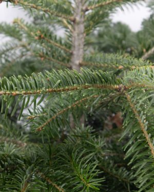Abete nordmanniana - immagine 2