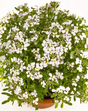 Iberis semperflorens