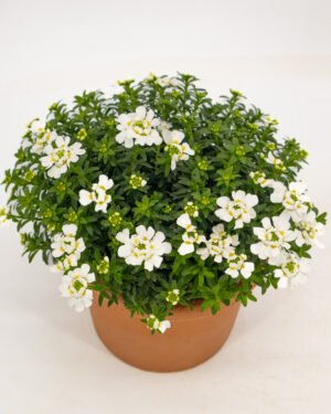 Iberis semperflorens - immagine 2