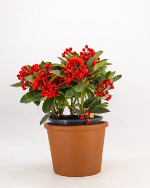 Skimmia japonica 'Obsession' - immagine 3
