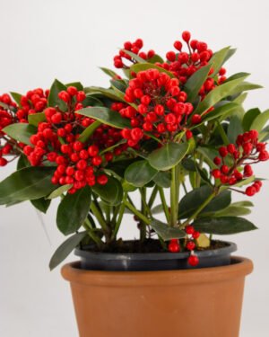 Skimmia japonica 'Obsession' - immagine 2