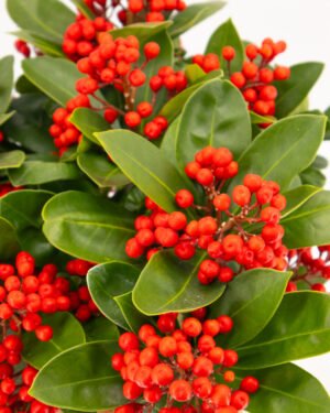 Skimmia japonica 'Obsession' - immagine 4