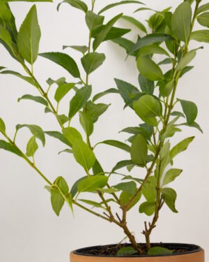 Forsythia × intermedia 'Minigold' - immagine 4