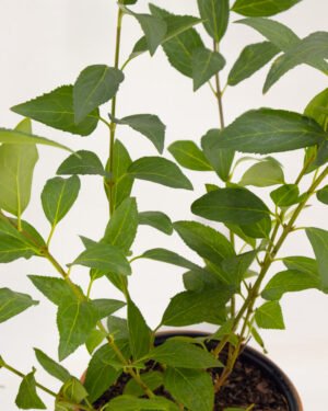 Forsythia × intermedia 'Minigold' - immagine 2