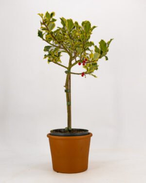 Ilex aquifolium 'Argentea Marginata' - immagine 3
