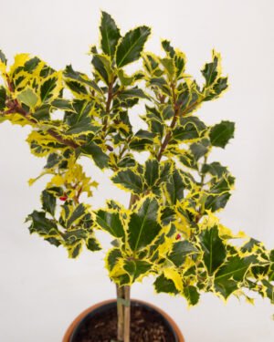 Ilex aquifolium 'Argentea Marginata' - immagine 2