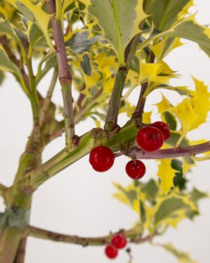 Ilex aquifolium 'Argentea Marginata'
