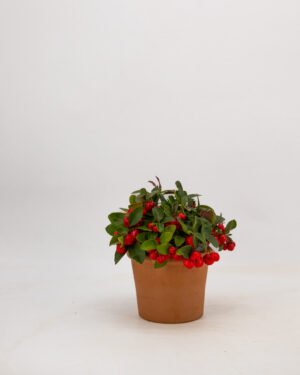 Gaultheria procumbens - immagine 2