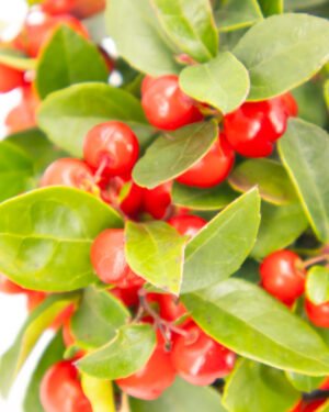 Gaultheria procumbens - immagine 3