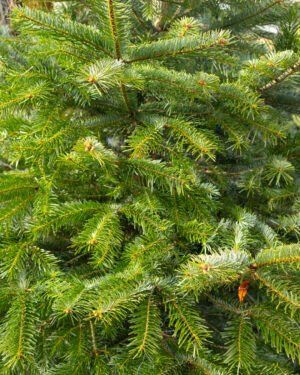 Abete nordmanniana Reciso