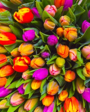 Tulipano a stelo lungo