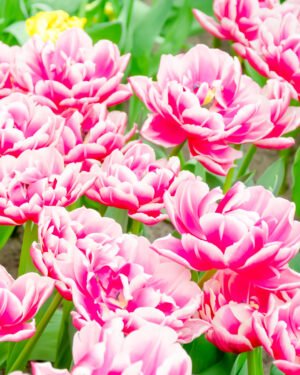Tulipano doppio - immagine 3