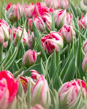 Tulipano viridiflora