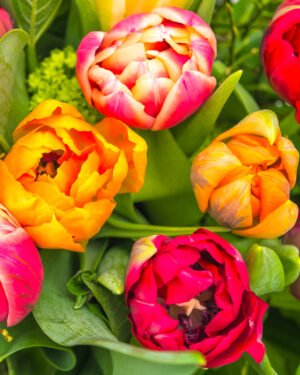 Tulipano doppio