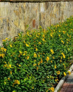 Hypericum 'Hidcote' - immagine 2