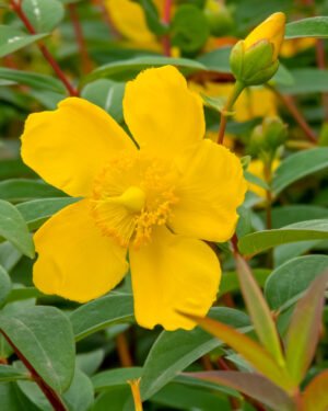 Hypericum 'Hidcote'