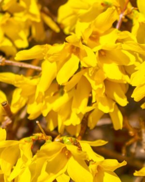 Forsythia 'Lynwood'
