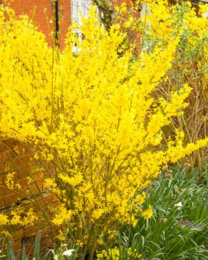 Forsythia 'Lynwood' - immagine 2