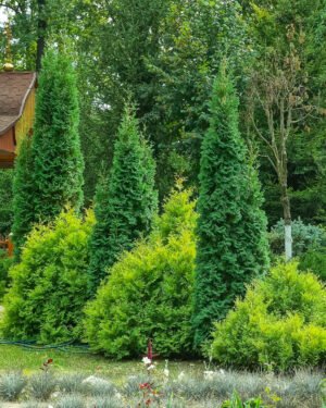 Thuja occidentalis 'Smaragd' - immagine 2